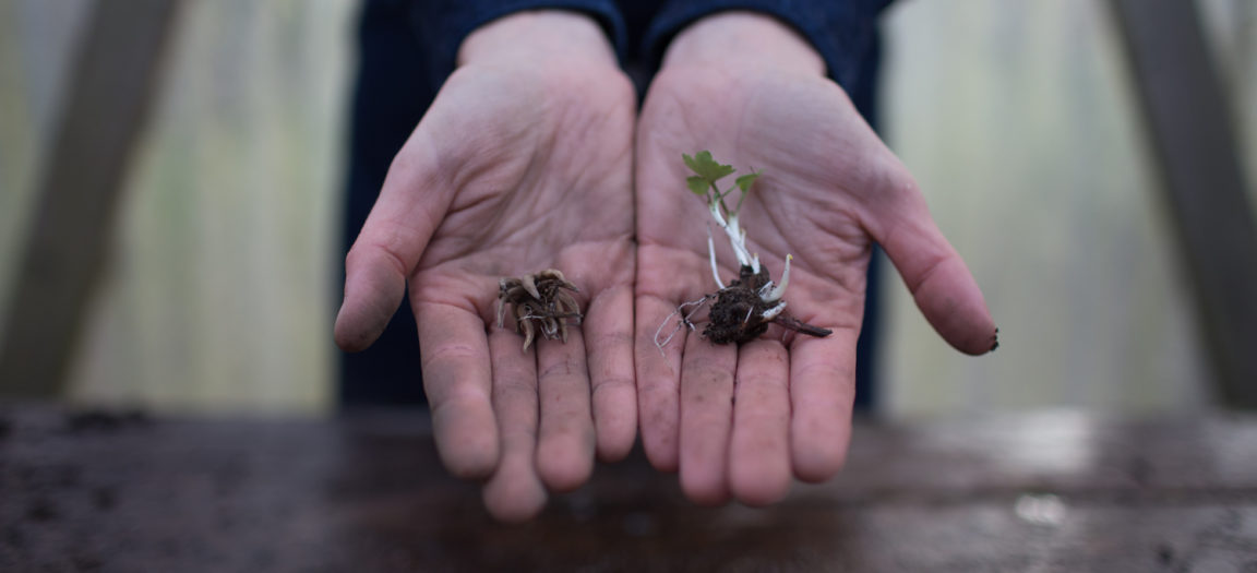 How To Grow Ranunculus - Floret Flowers