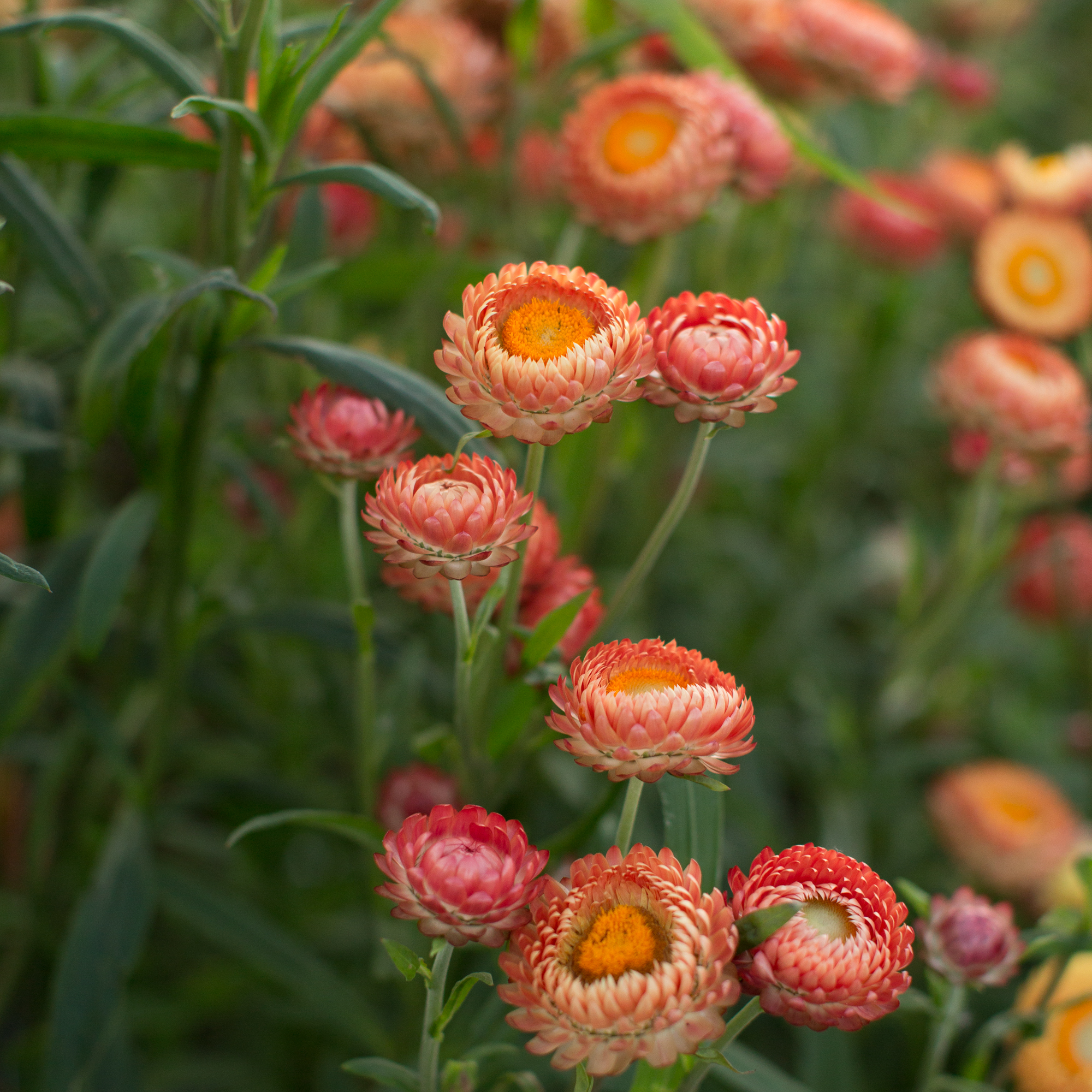 Strawflower Apricot Mix Floret Flowers