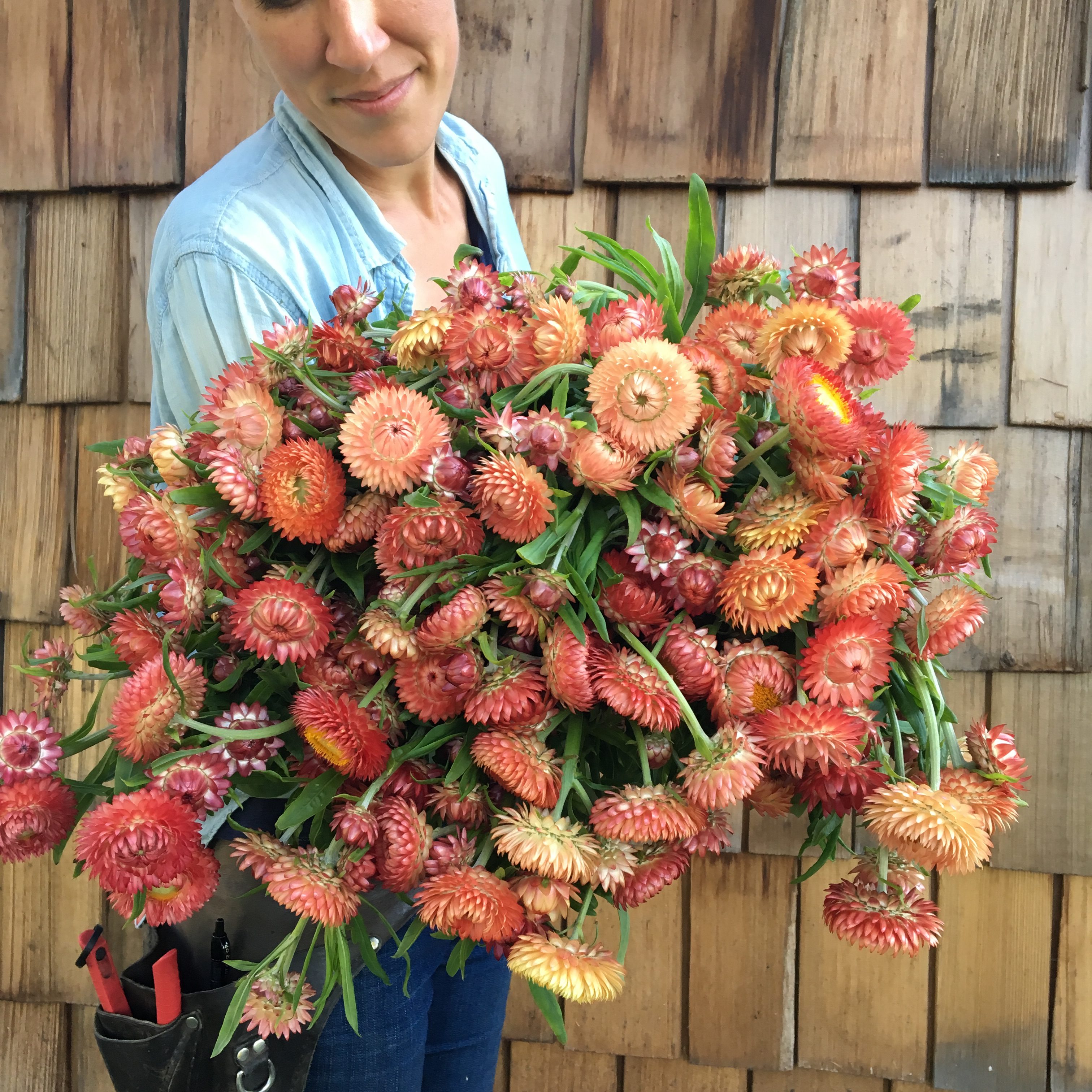 Strawflower Apricot Mix Floret Flowers