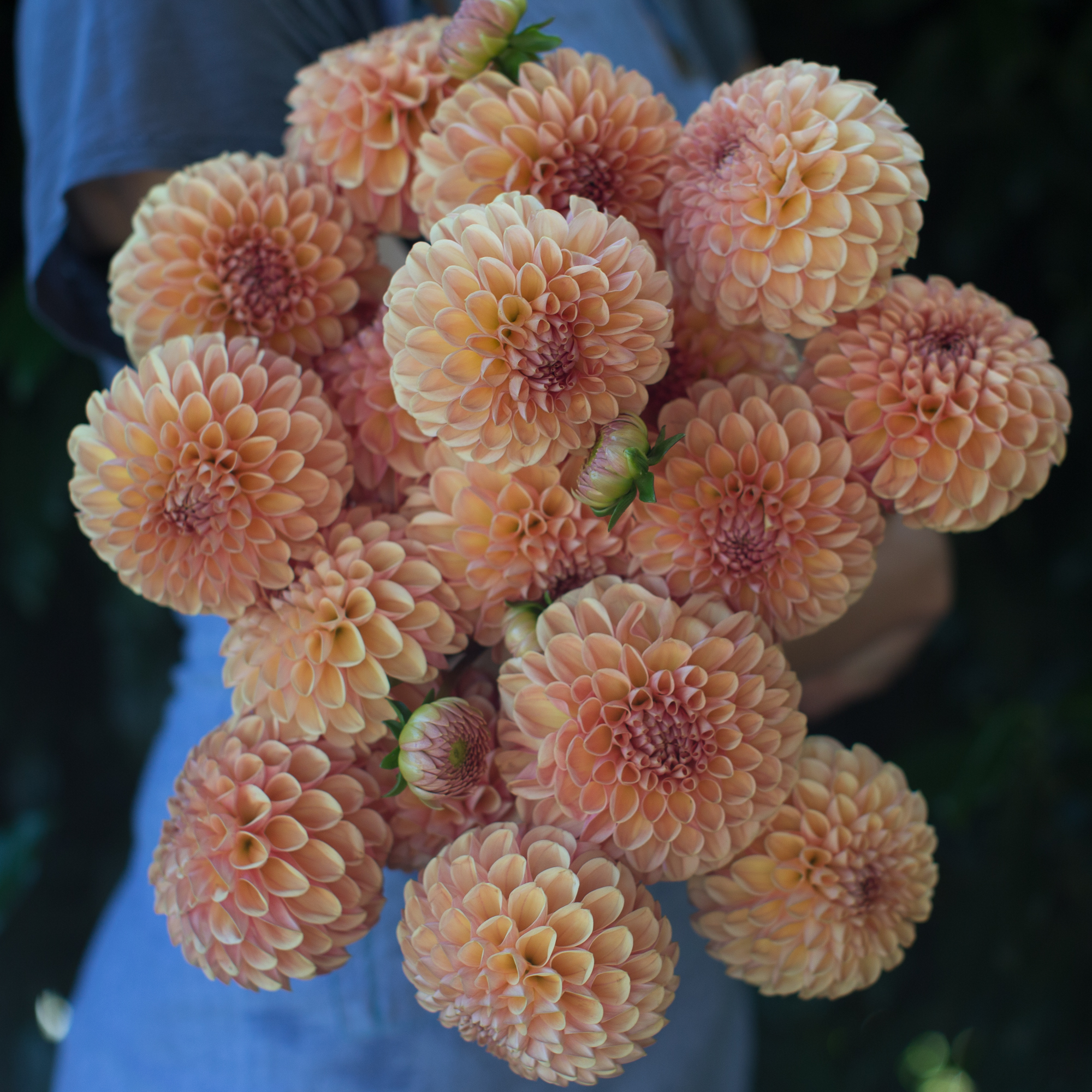 Dahlia Valley Tawny - Floret Flowers