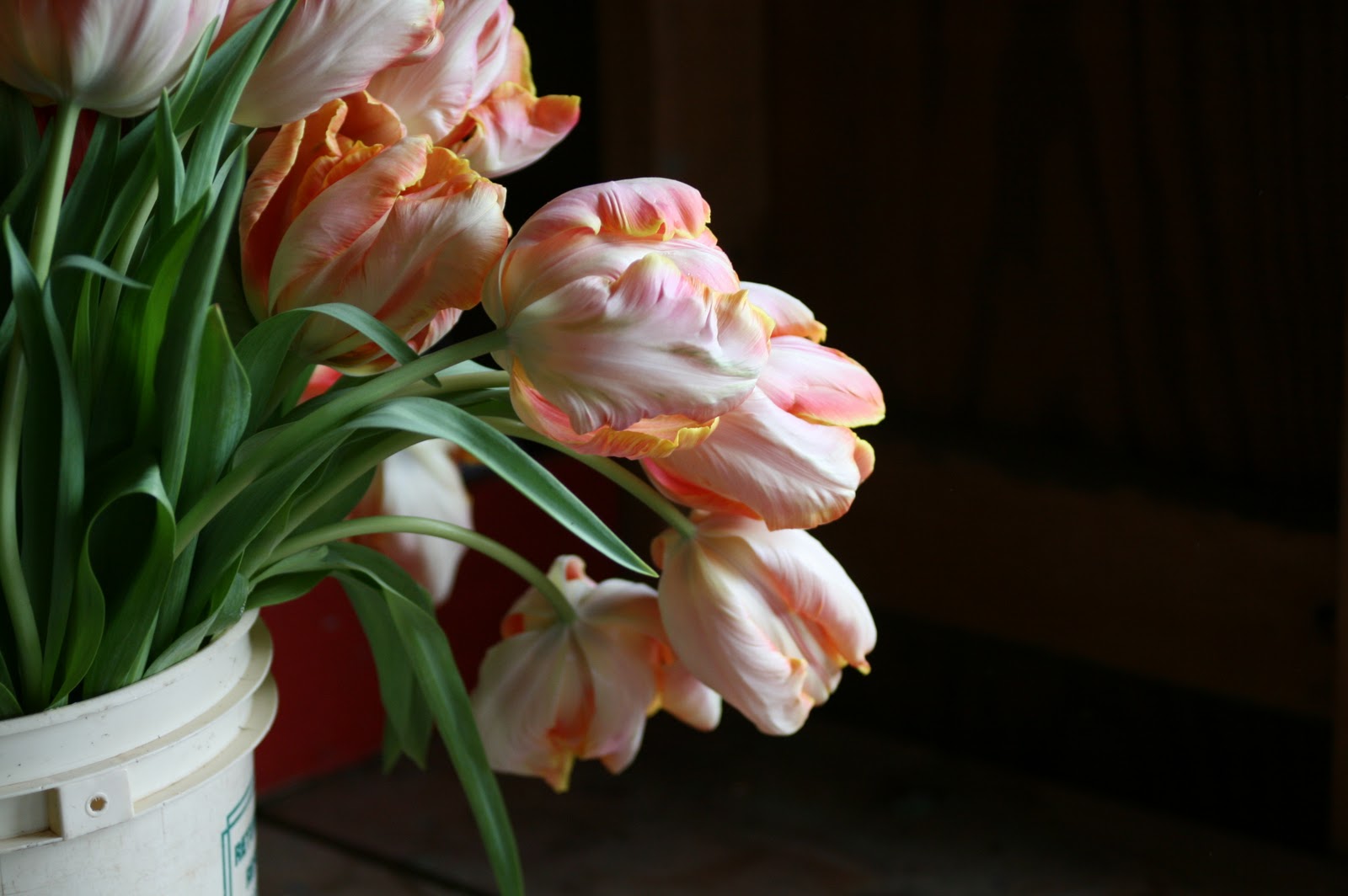 Parrot tulips in a bucket