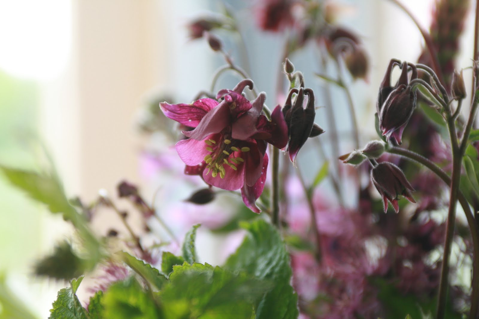 Columbine flowers