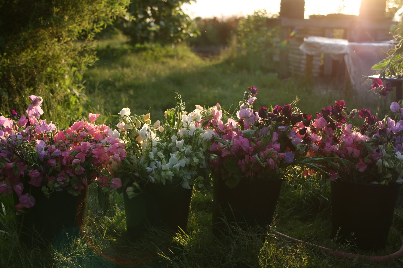 Sweet peas harvest