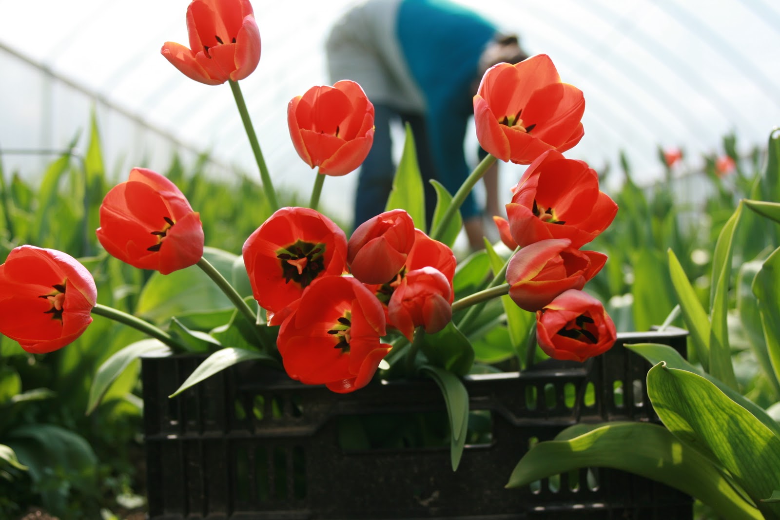 A crate of tulips