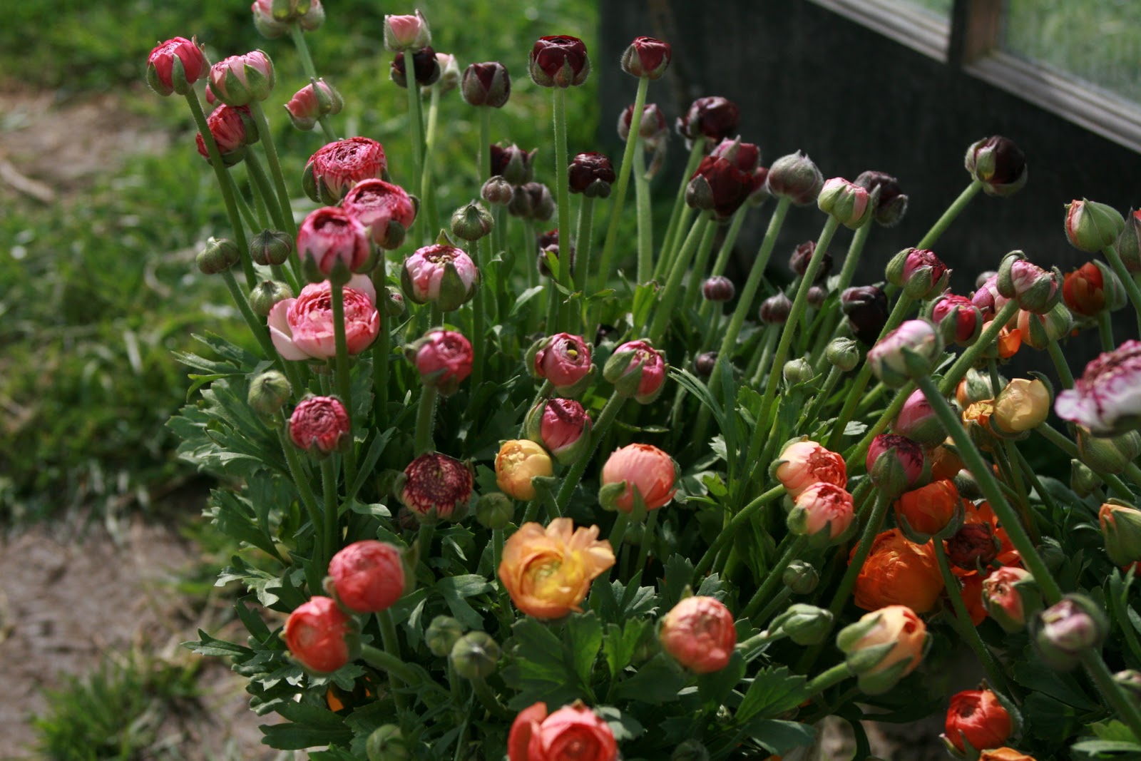 A bucket of Ranunculus