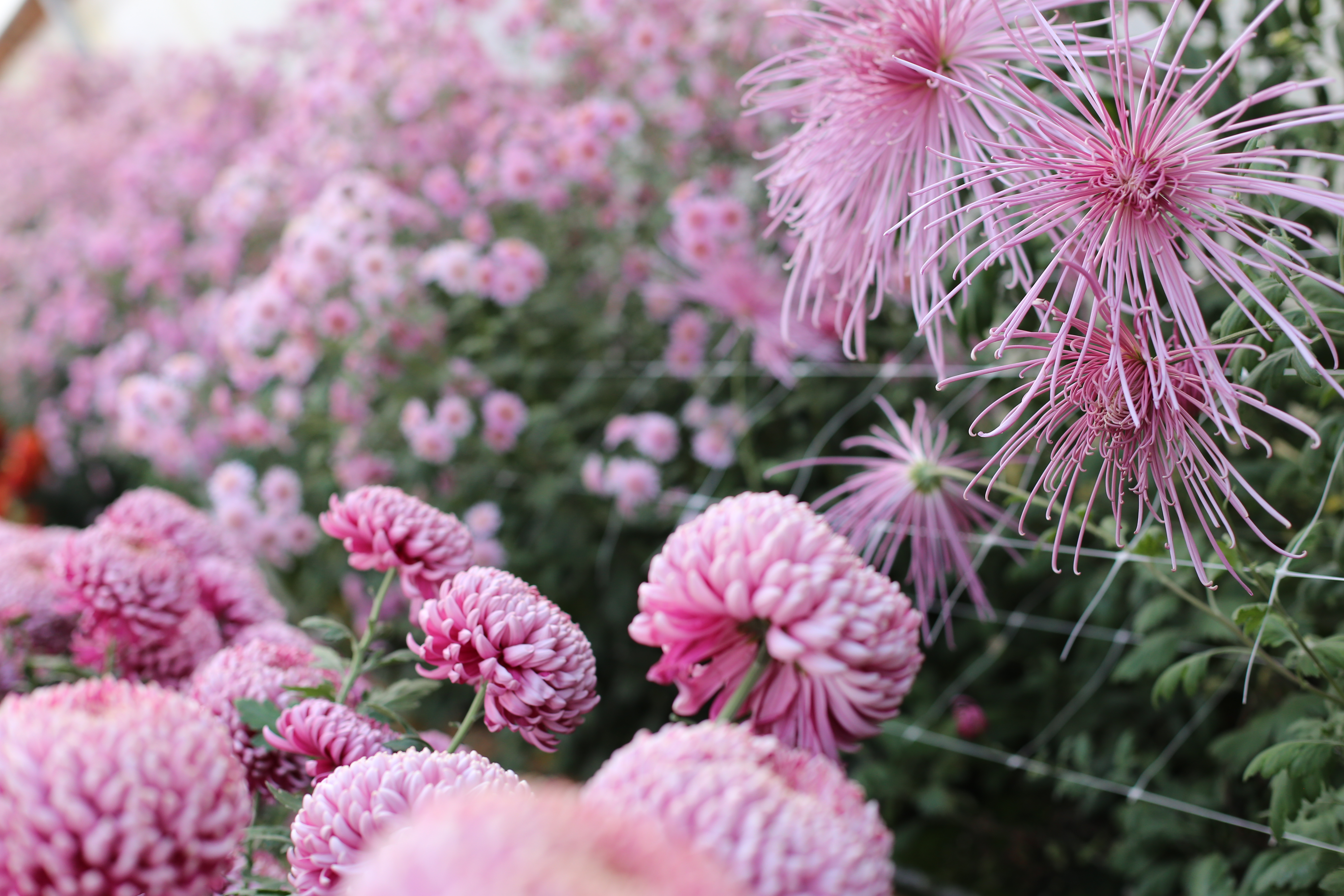 Chrysanthemum Matchsticks  Matchsticks Hardy Garden Mum