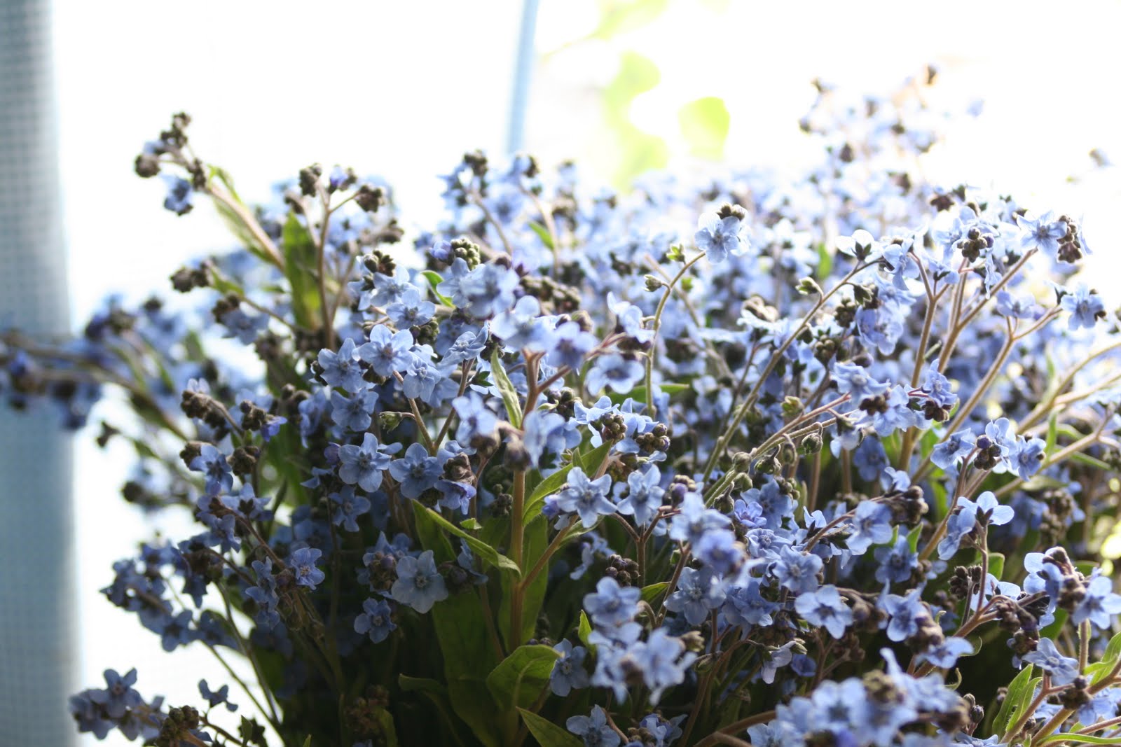 Forget-Me-Not Seeds  Suffolk - Christinas Wildflower Seeds