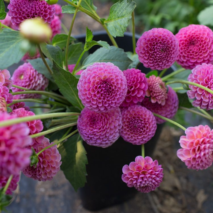 Dahlia Koko Puff - Floret Flowers