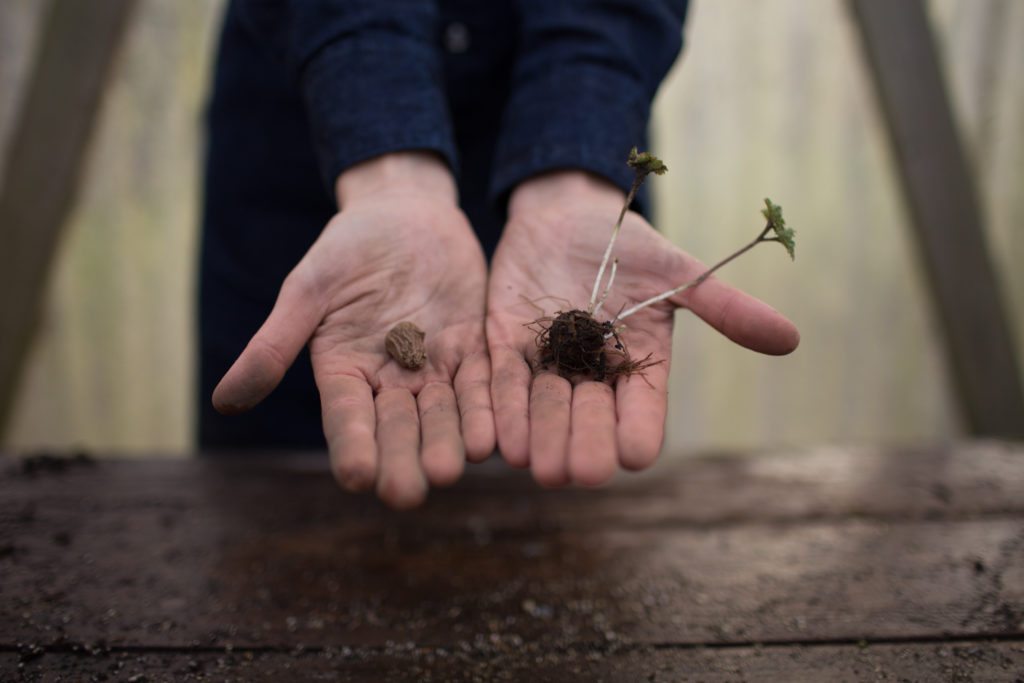 How to Grow Anemones Floret Flowers