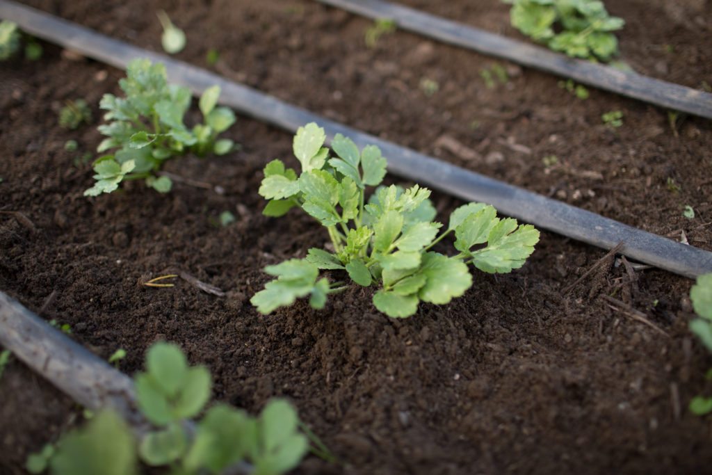 How To Grow Ranunculus - Floret Flowers