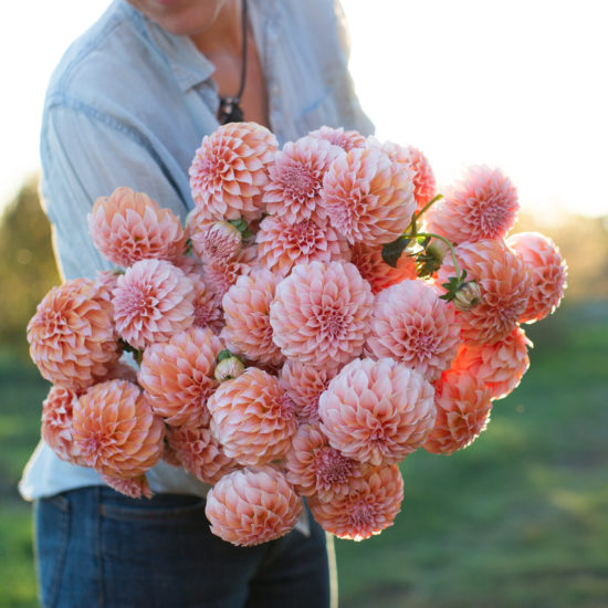 The perfect shades of peach - Floret Flowers