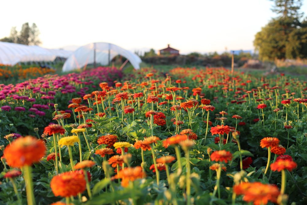 How to Grow Your Own Organic Calendula Flowers • Gardenary