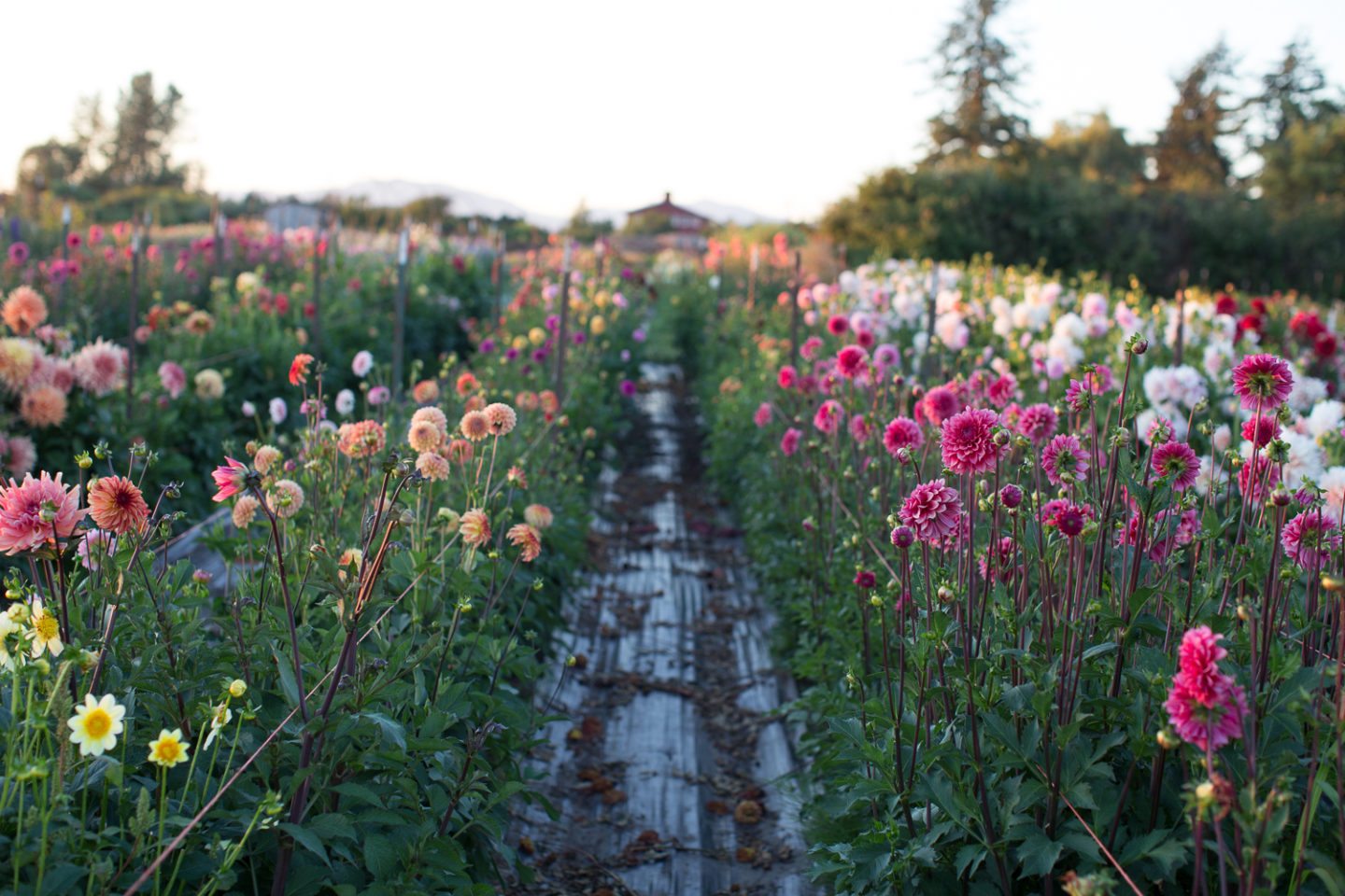 2017 Floret Scholarship Winners Floret Flowers