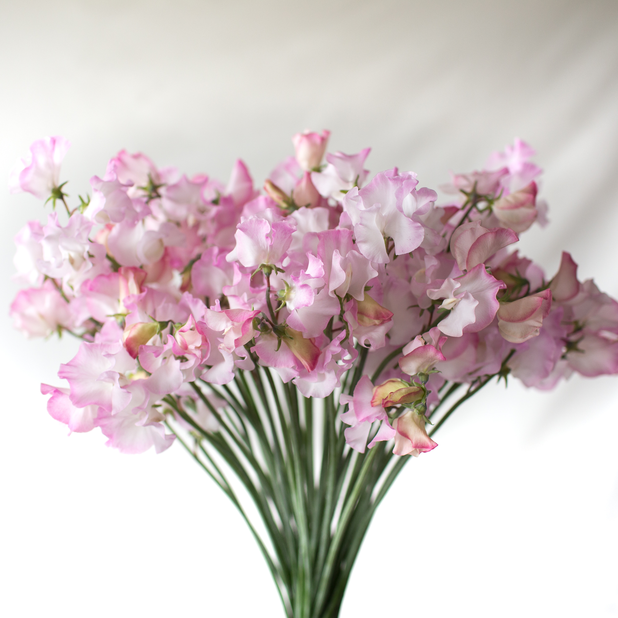 Sweet Pea Anniversary - Floret Flowers