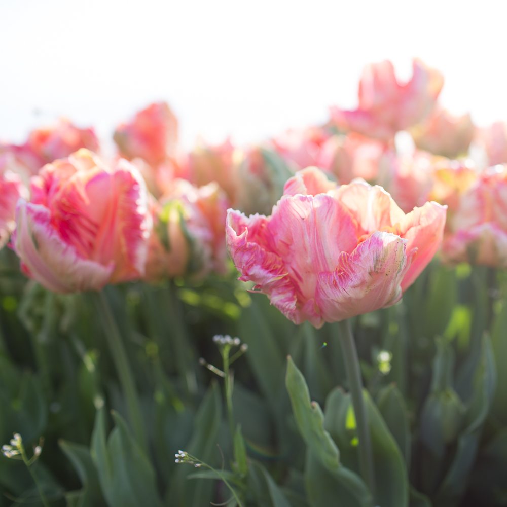 How to Grow Tulips the Flower Farmer Way