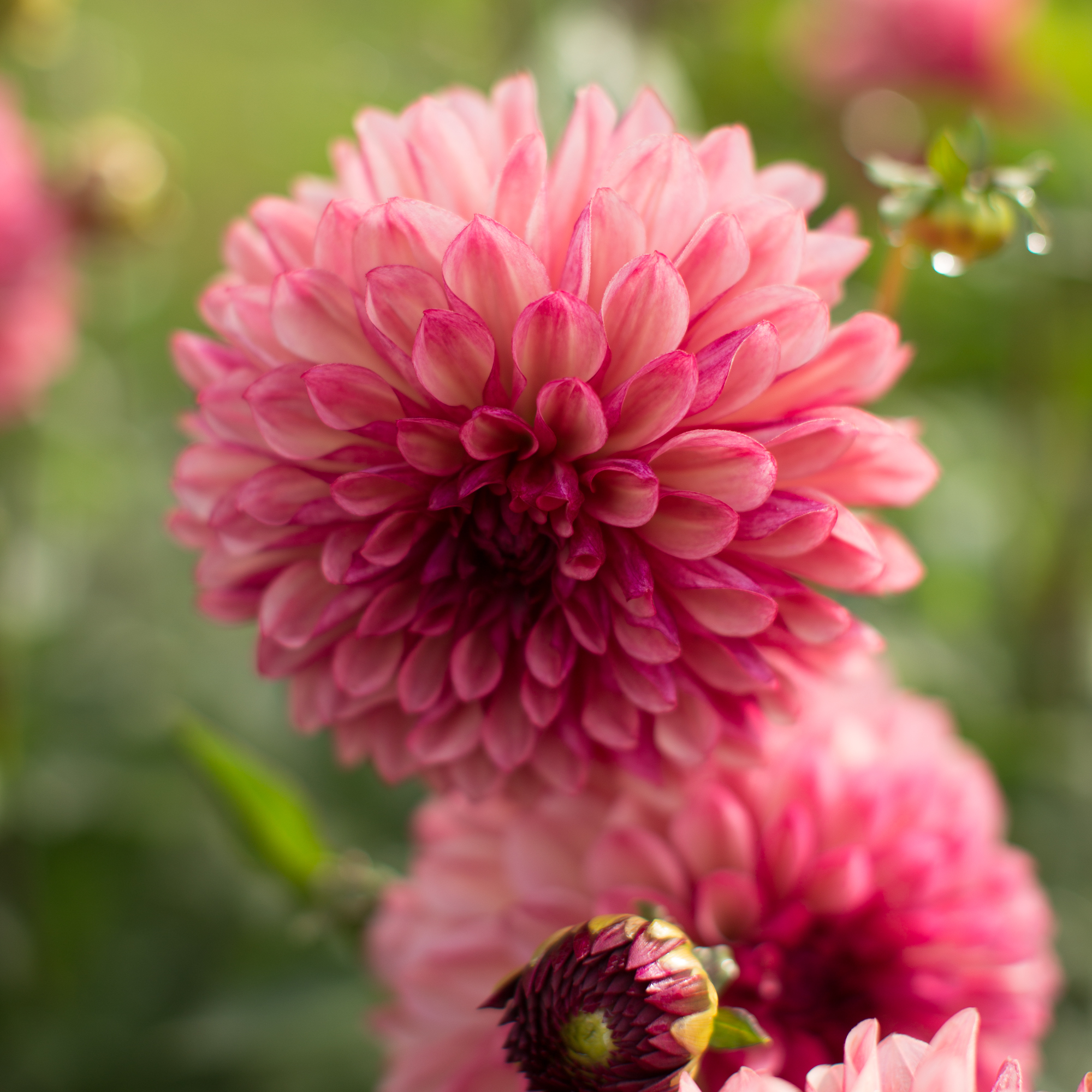 Dahlia Bacardi - Floret Flowers