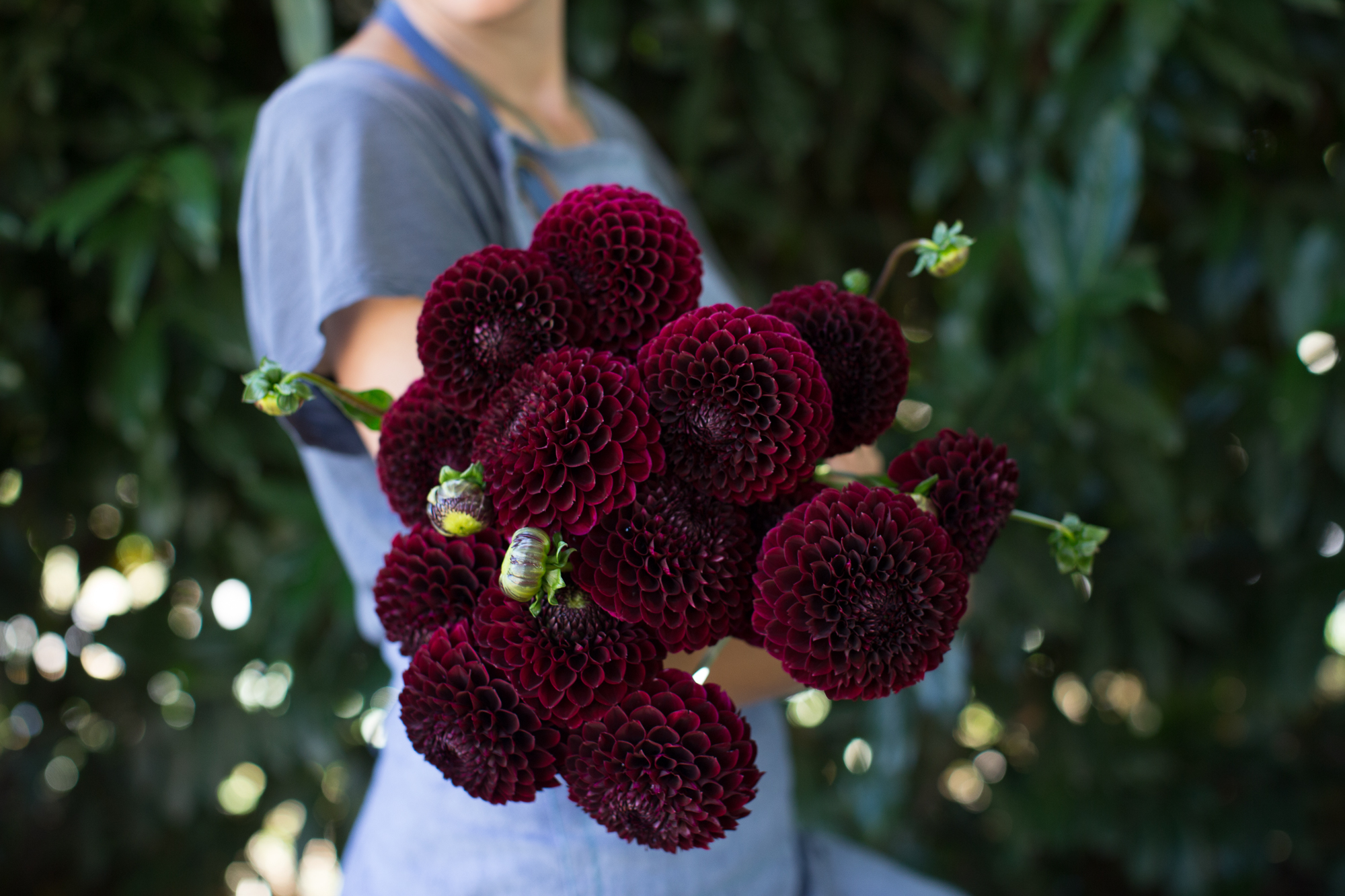 Dahlia Jowey Mirella - Floret Flowers