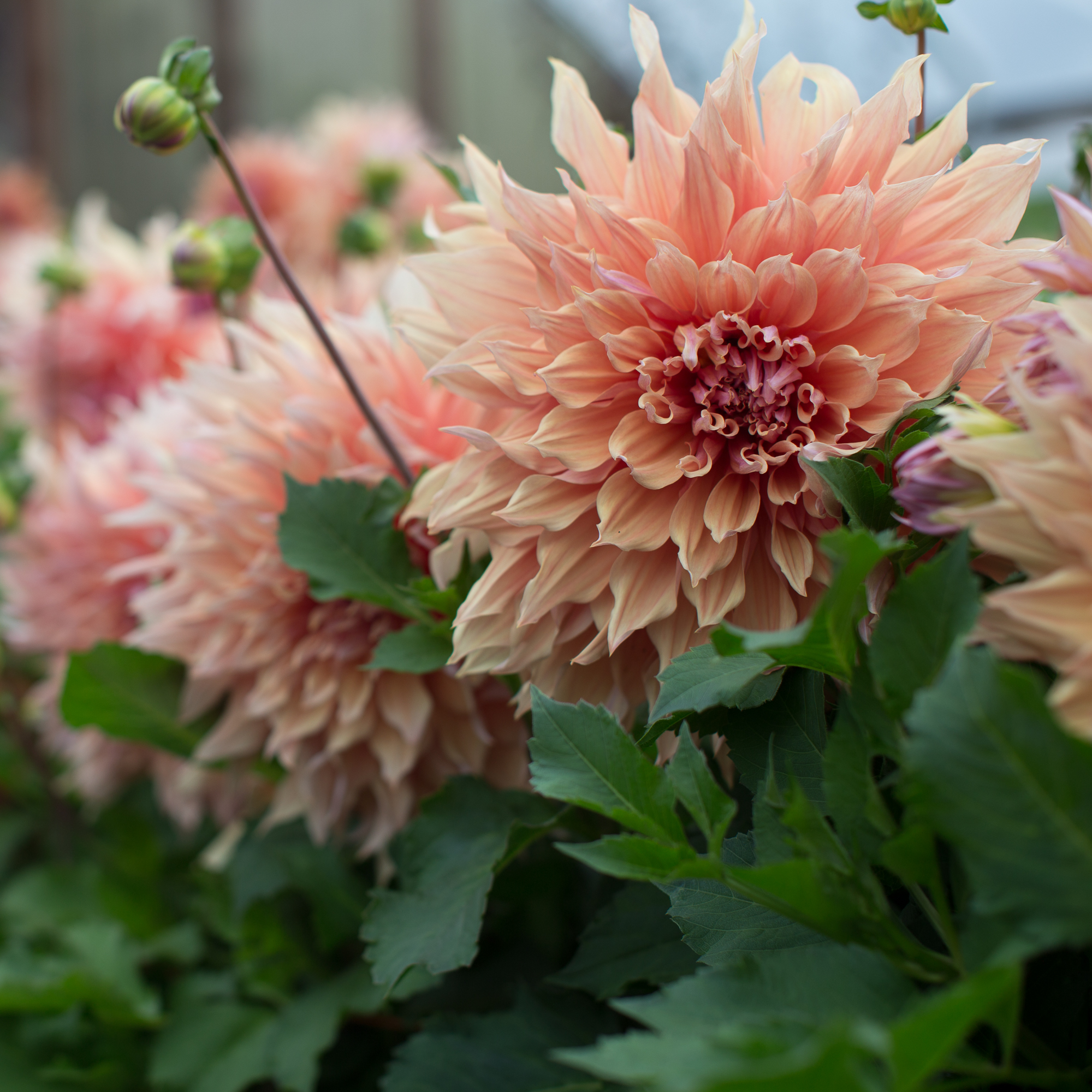 Dahlia Sherwood's Peach - Floret Flowers