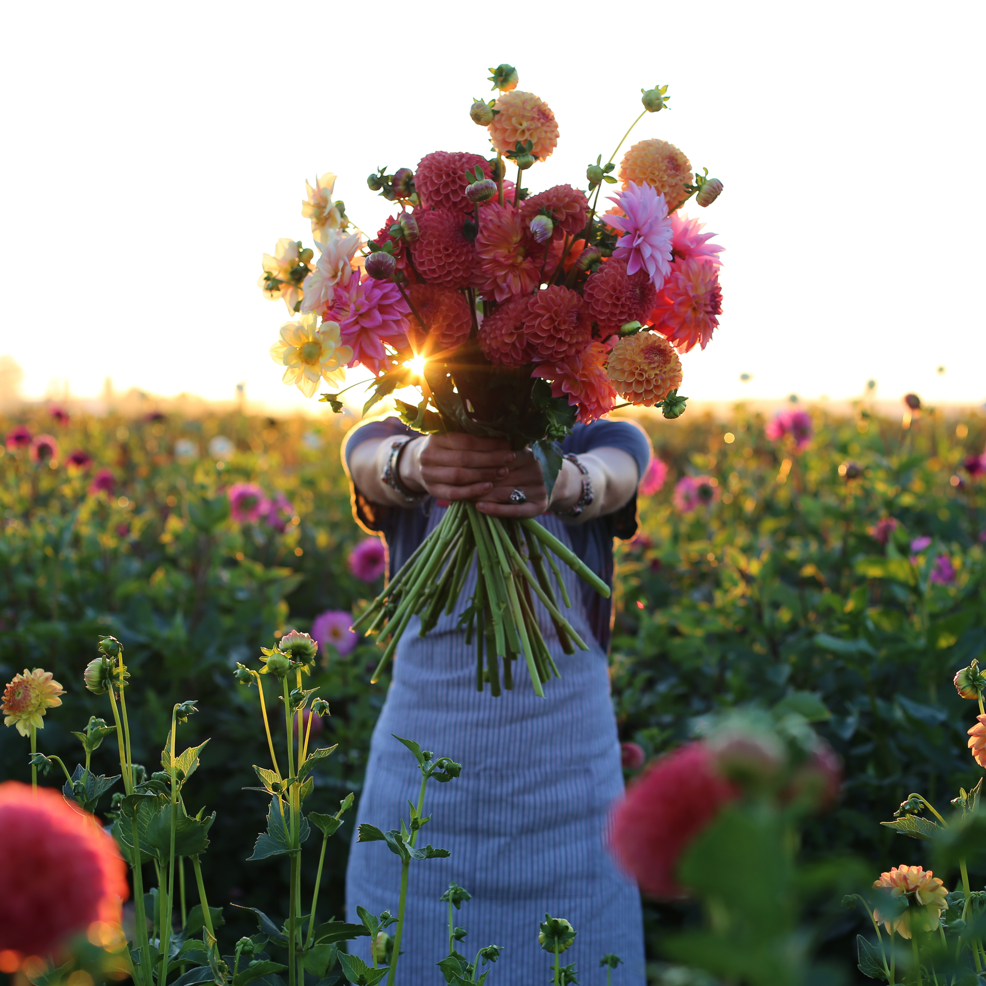 Erin Benzakein Holding a bunch of dahlias in the field