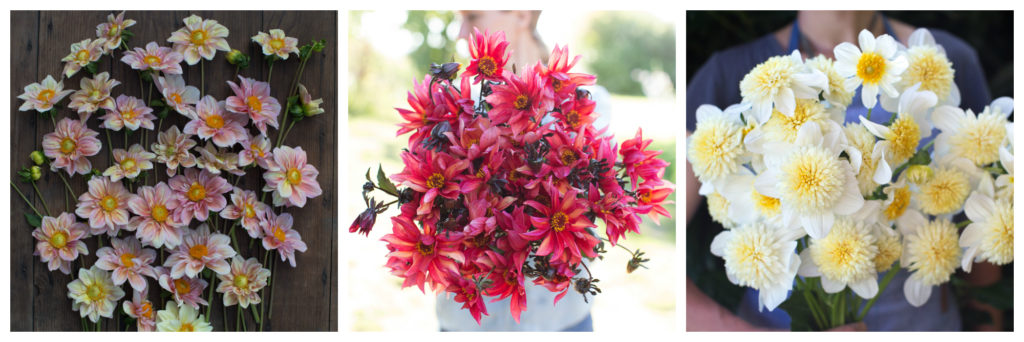 Floret's Favorite Dahlia Varieties - Floret Flowers