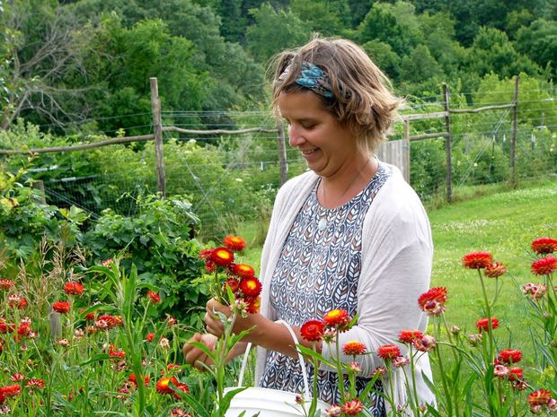 Harvesting-Strawflowers - Floret Flowers