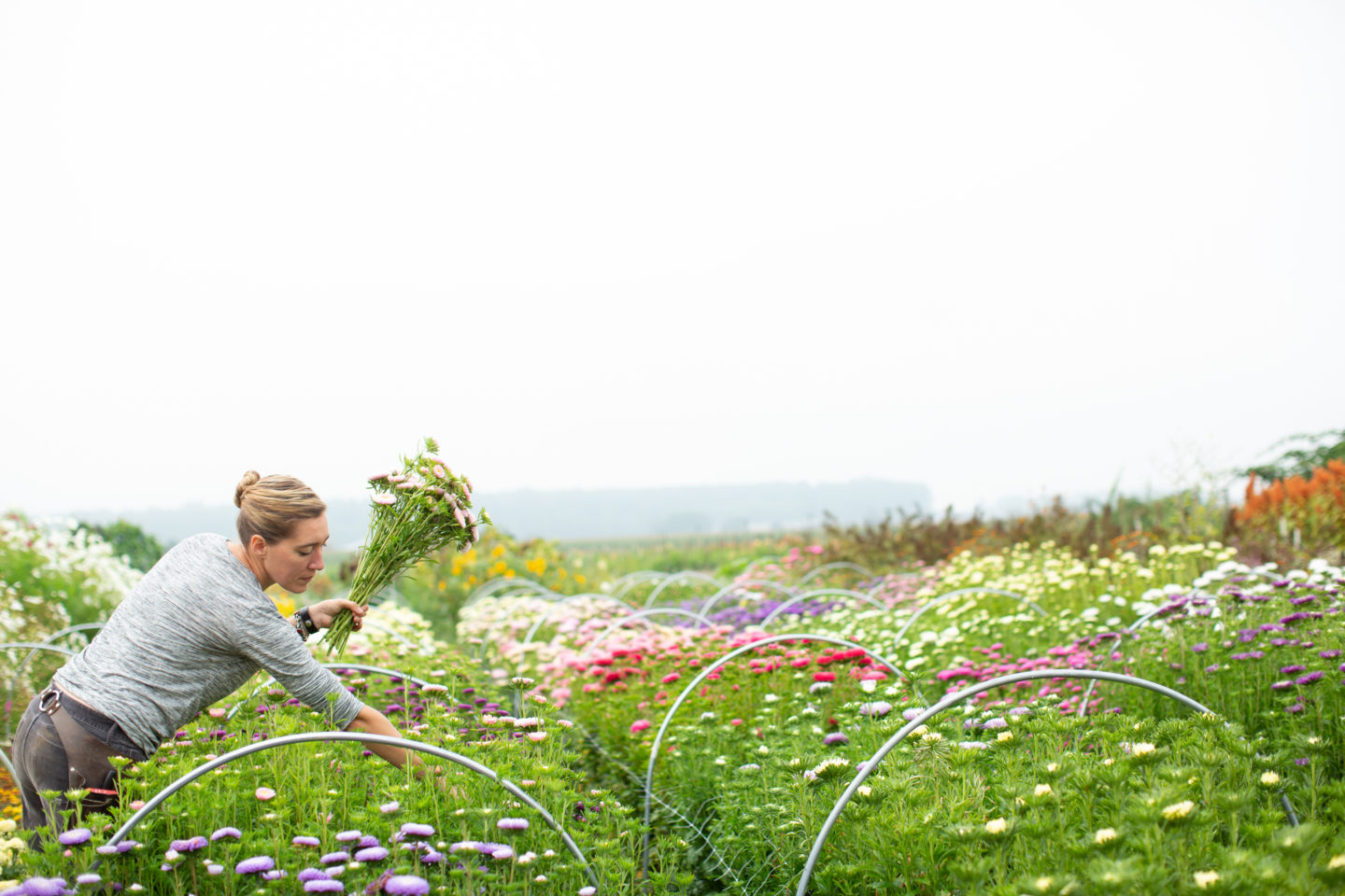 The Amazing World of China Asters - Floret Flowers