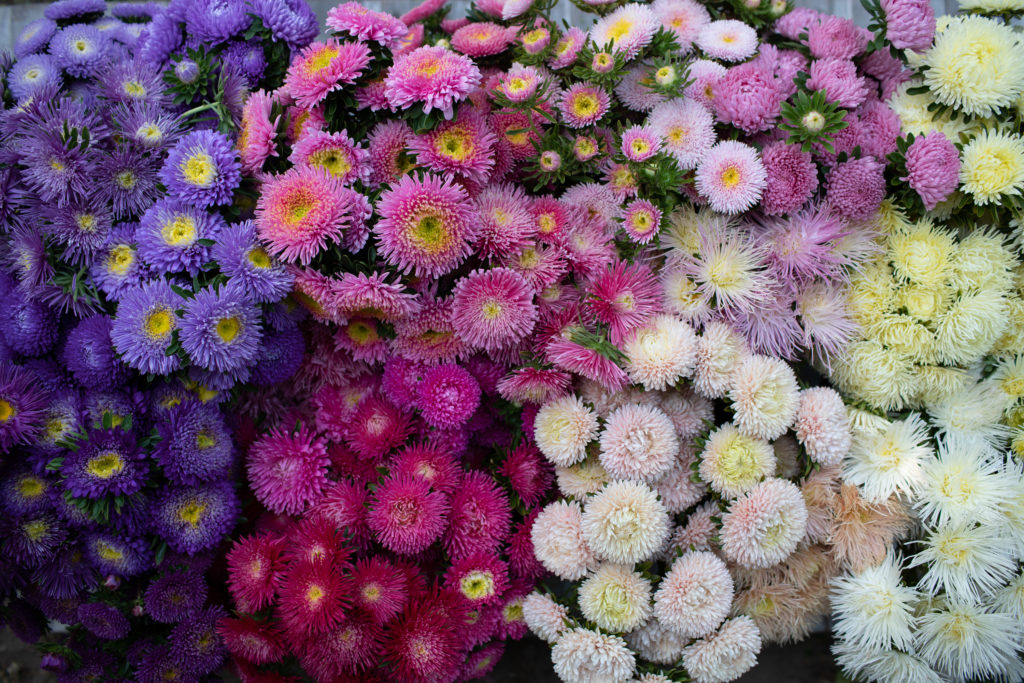The Amazing World of China Asters - Floret Flowers