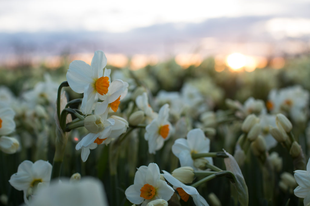 The Best of Skagit Valley: A Visitors' Guide - Floret Flowers