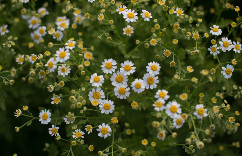 Easy-to-grow Hardy Annuals - Floret Flowers