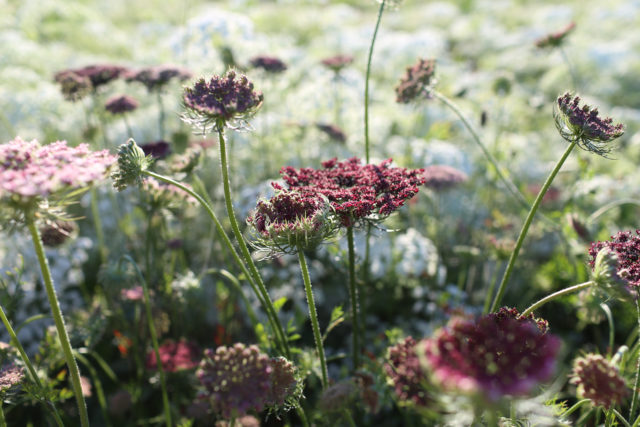 Fabulous Foliage And Fillers - Floret Flowers