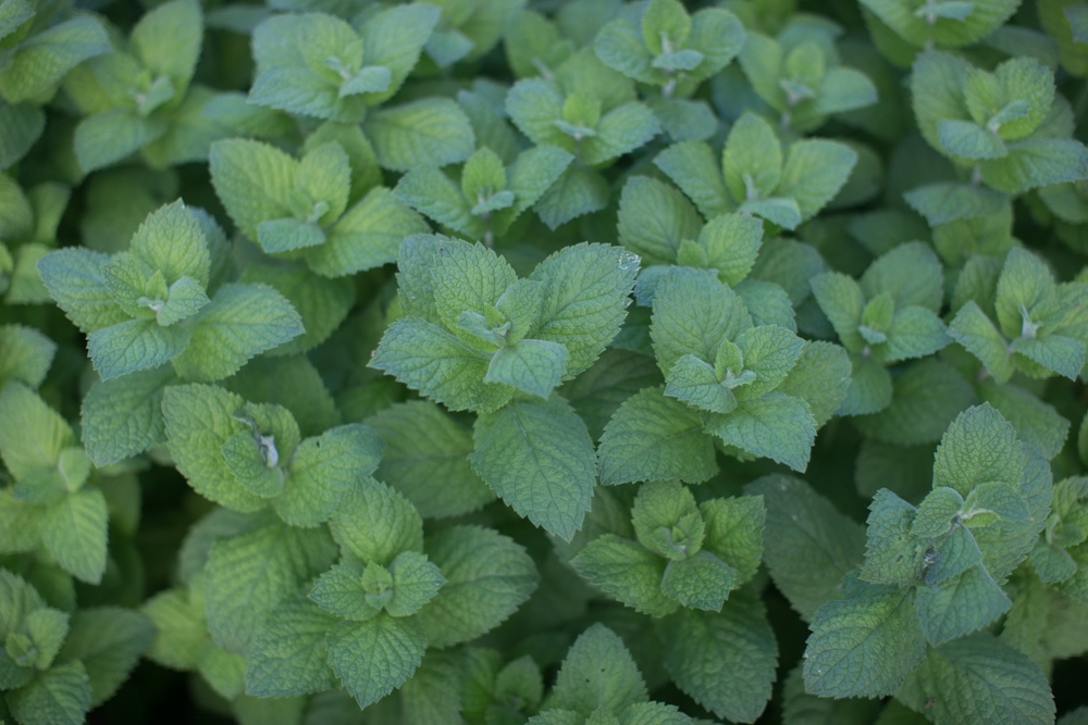 Fabulous Foliage and Fillers - Floret Flowers