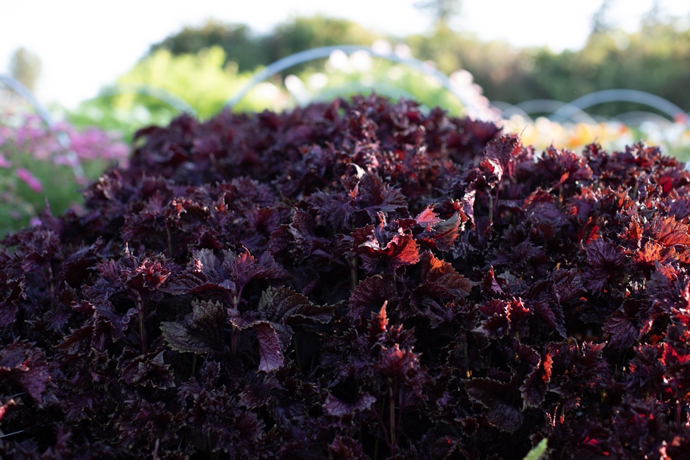 Fabulous Foliage And Fillers - Floret Flowers