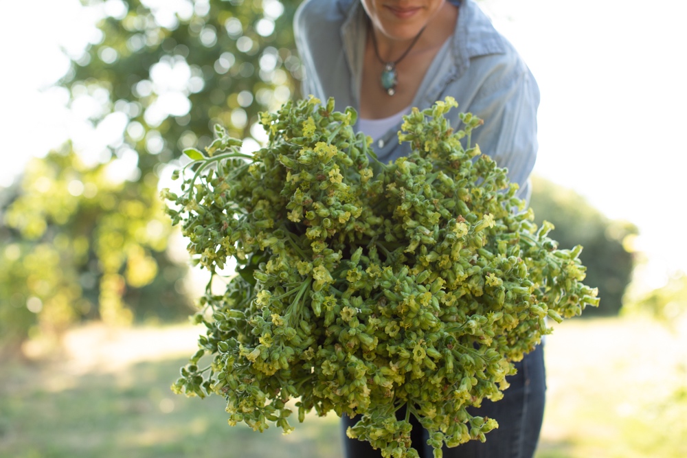 Fabulous Foliage And Fillers - Floret Flowers