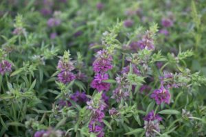 Fabulous Foliage And Fillers - Floret Flowers