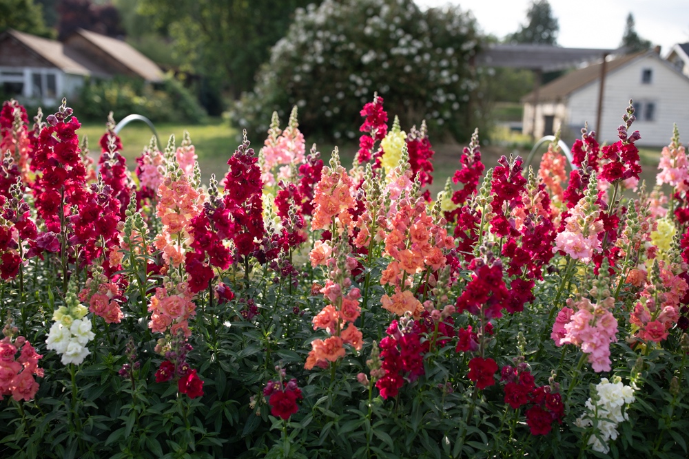 Easy-to-grow Hardy Annuals - Floret Flowers