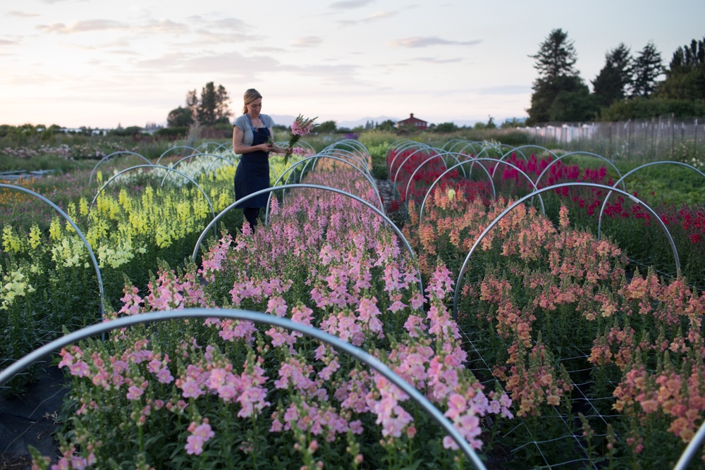 Easy To Grow Hardy Annuals Floret Flowers