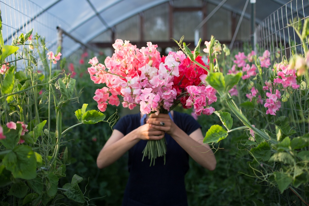 Flower Pruner – Floret Flower Farm