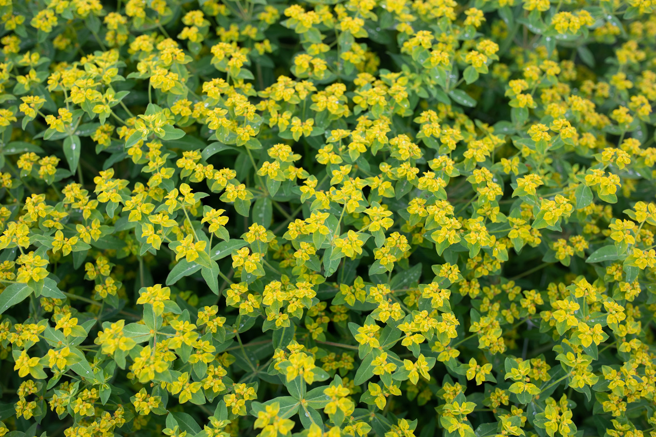 Easy-to-grow Hardy Annuals - Floret Flowers