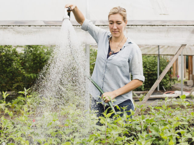 Erin Benzakein watering seedlings