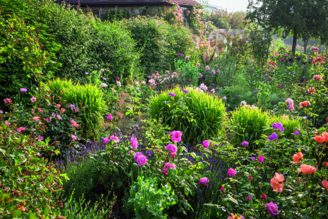 Blushing Bride Proteas from my garden 💚 : r/gardening