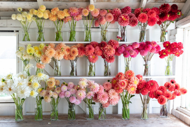 Bulk Flowers Fresh Bicolor White and Pink Roses - Yahoo Shopping