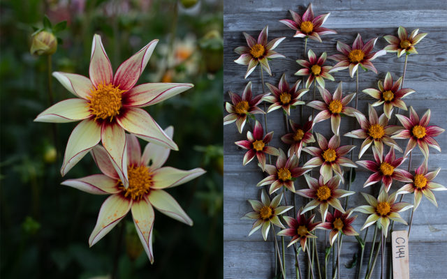 https://www.floretflowers.com/wp-content/uploads/2022/02/Floret-C144-dahlia-breeding-2-640x400.jpg
