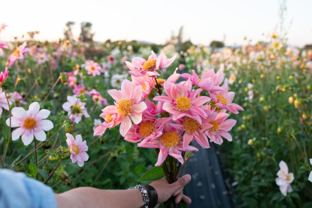 Dahlia Breeding Update - Floret Flowers