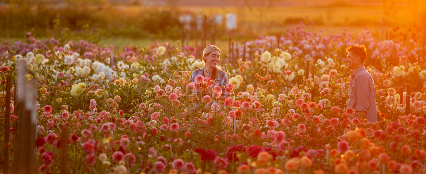 Strawflower Apricot Mix – Floret Flower Farm