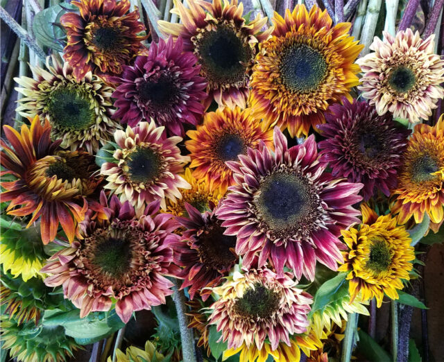 Van Gogh Sunflowers Crossbody Bag – Monarque