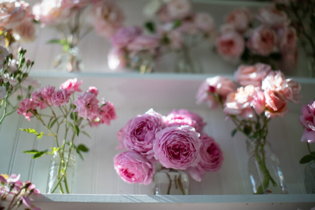Rose Project Update - Floret Flowers