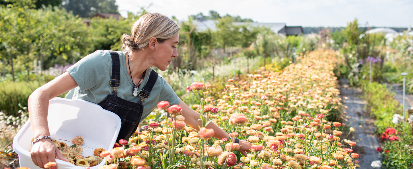 Dahlia Small World – Floret Library