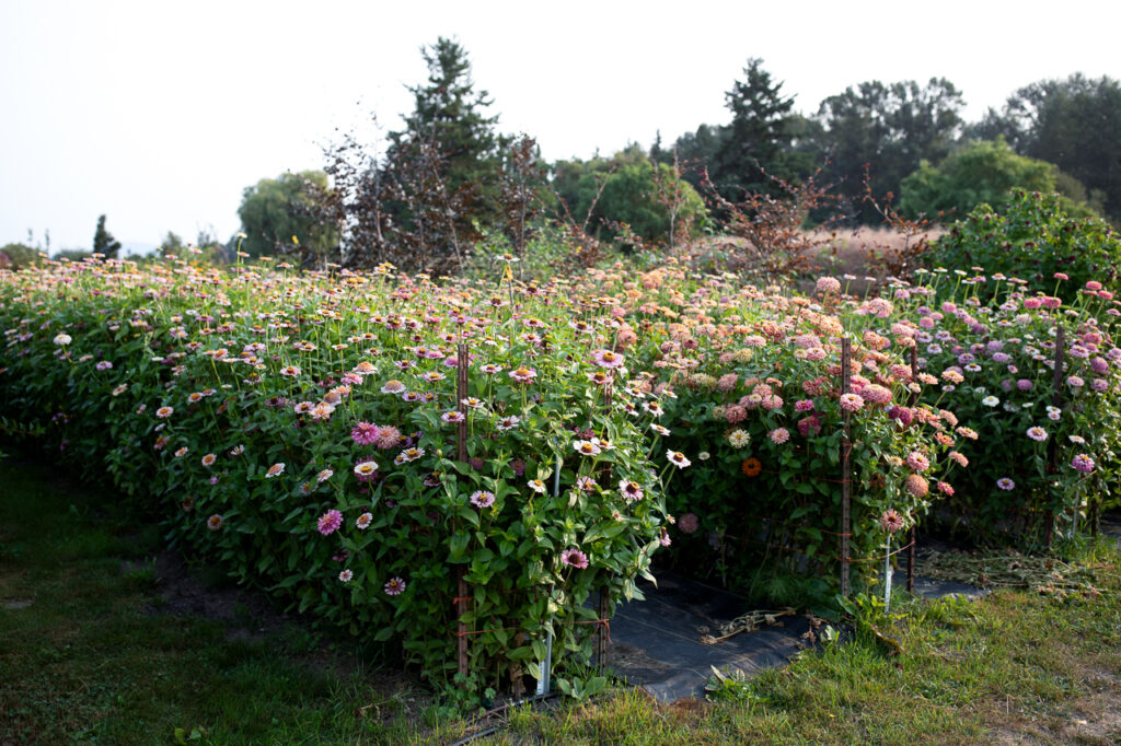 How to Grow Zinnias - Floret Flowers