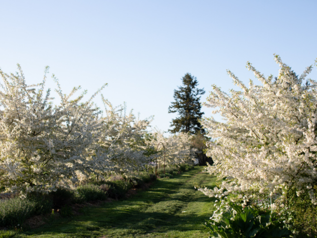 Crabapple trees covered in blossoms growing at Floret