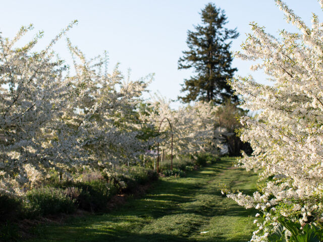 Crabapple trees in full bloom in the field at Floret